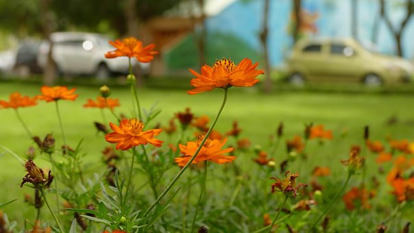 Free Daisy Flower Wallpaper photo and picture