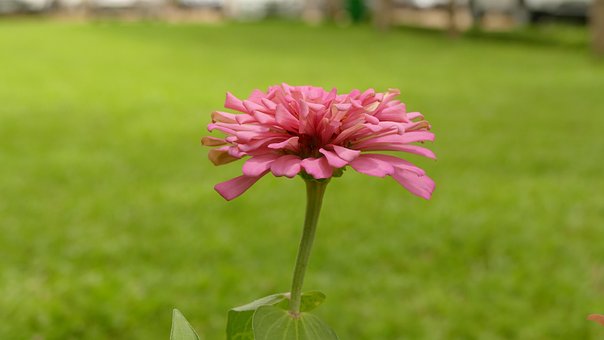 Free Daisy Flower photo and picture
