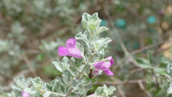 Free Flower Việt Nam photo and picture