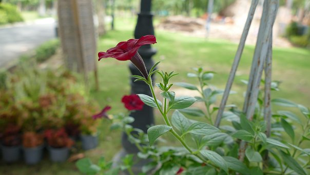Free Flower Flower Wallpaper photo and picture