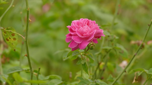 Free Rose Flower Wallpaper photo and picture