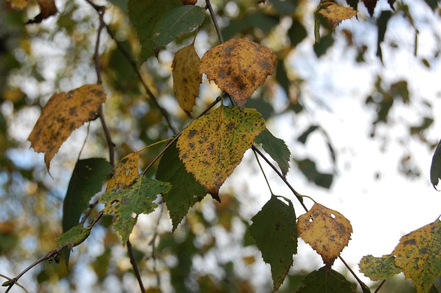 Free Leaf Fall photo and picture