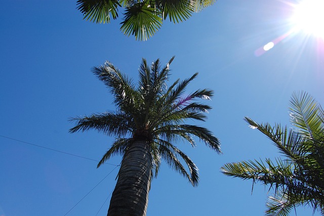 Free Palm Tree Heaven photo and picture