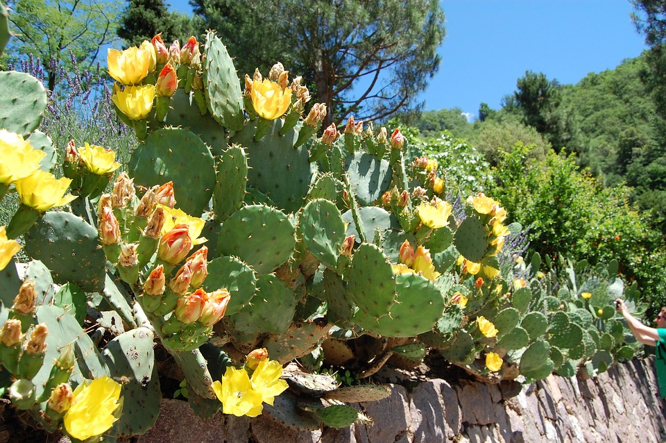 Cactus Figues De Barbarie
