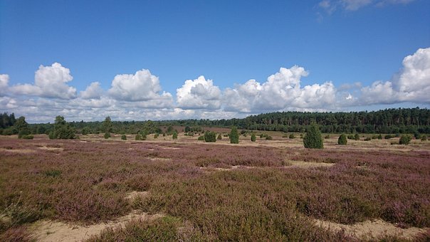 Păgân, Lüneburg Heath, Erica
