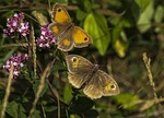 butterfly, gatekeeper, lepidoptera