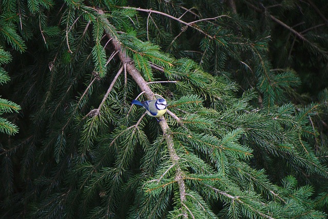 Free Blue Tit Bird photo and picture
