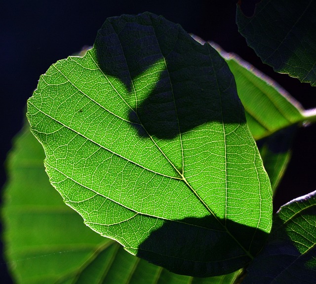 Free Foliage Green photo and picture