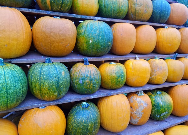 Free Pumpkins Row photo and picture