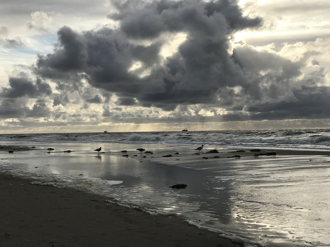 海 鸥 - Pixabay上的免费照片 - Pixabay