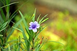 coromandel, purple flower, creeping foxglove