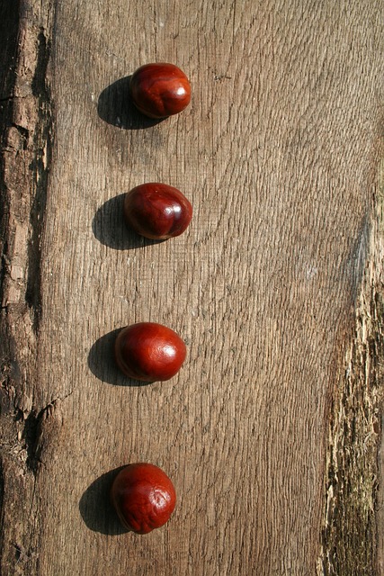 Free Chestnuts Chestnut Tree photo and picture