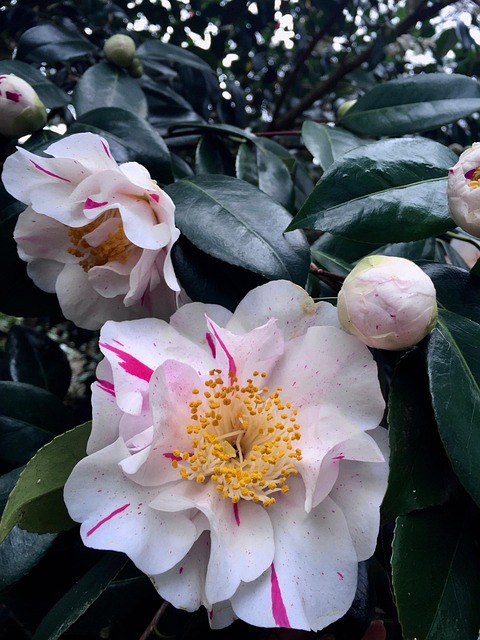 Free Camellia Flower photo and picture