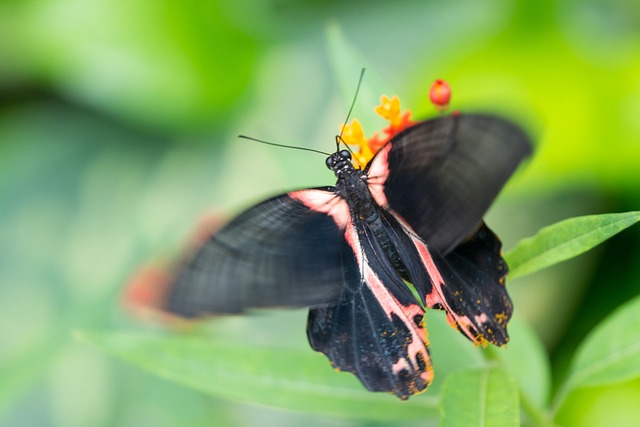 Sommerfugl, Insekter, Natur, Blomst