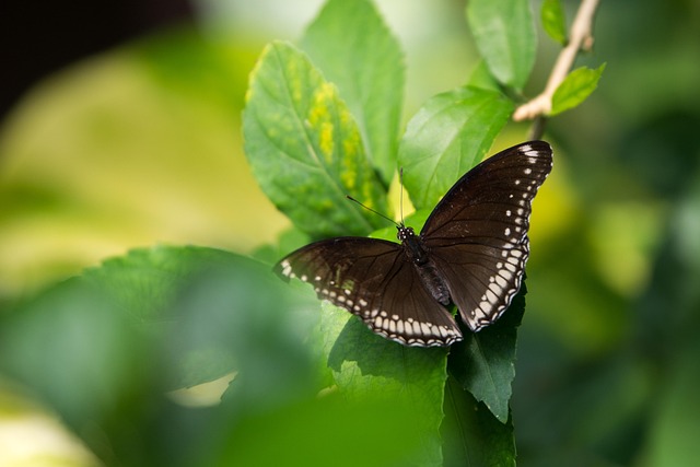 Sommerfugl, Insekter, Natur