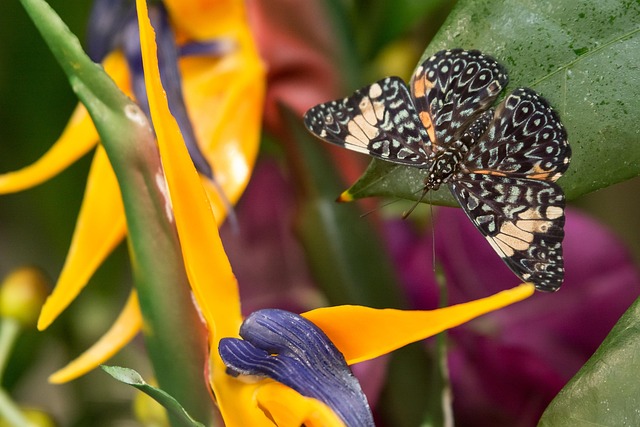 Sommerfugl, Insekter, Natur, Blomst