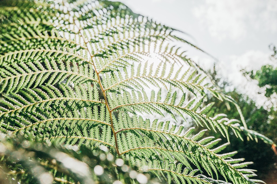 green images free