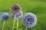 przegorzan blue, honey plant, milk thistle is rich