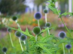 milk thistle is rich, przegorzan, plant a garden