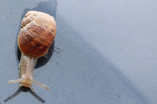 Caracol, Baboso, Caracol De Tierra