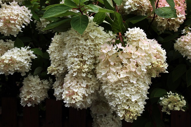Free Hydrangea Flowers photo and picture