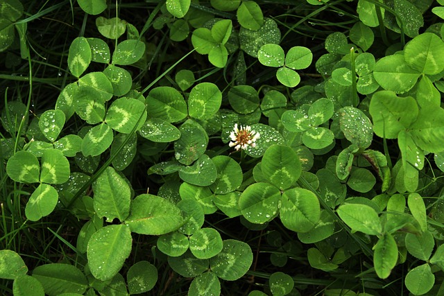 Free Green Greens photo and picture