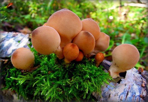 Free Raincoat Mushrooms photo and picture
