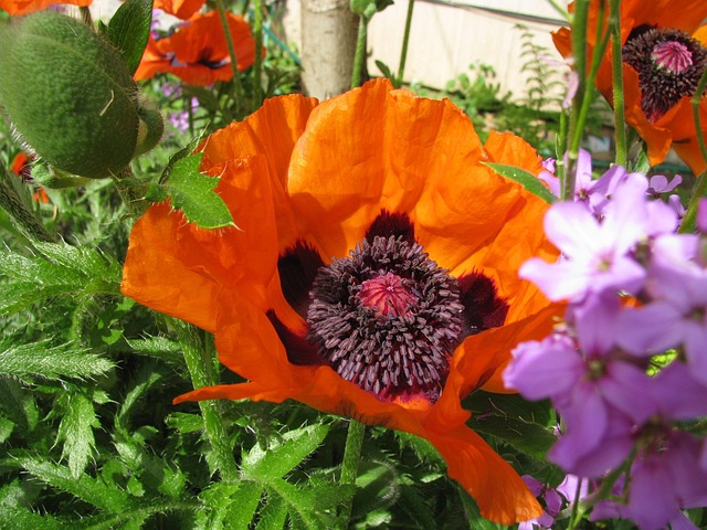 Free Poppy Beautiful Flowers photo and picture