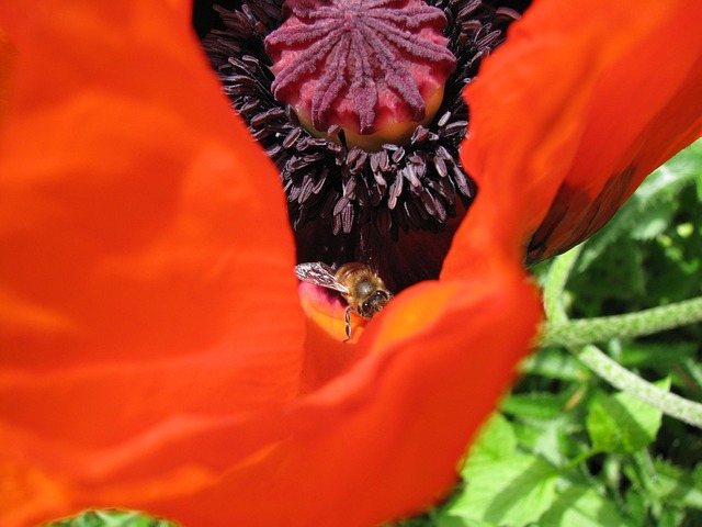 Free Poppy Flower photo and picture