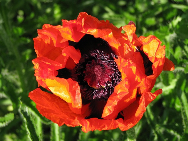 Free Poppy Beautiful Flowers photo and picture