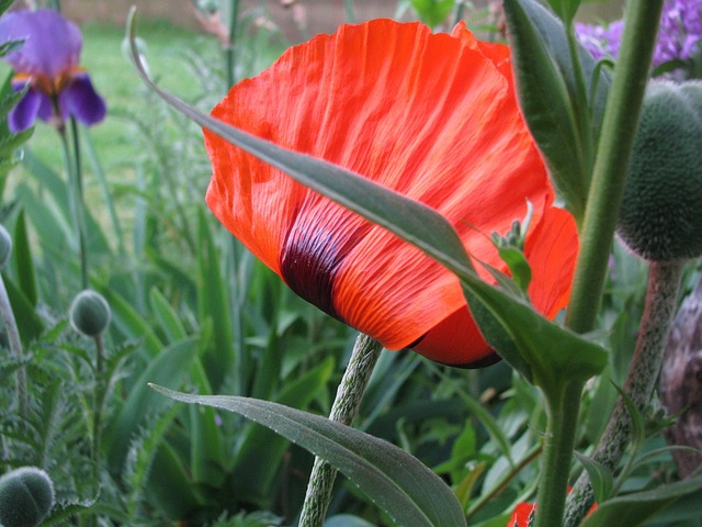 Free Poppy Flower photo and picture