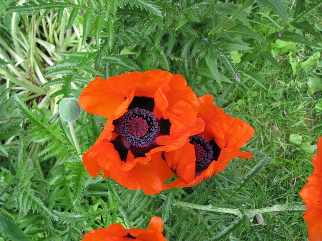 Free Poppies Flowers photo and picture