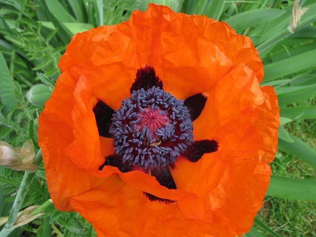 Free Poppy Flower photo and picture