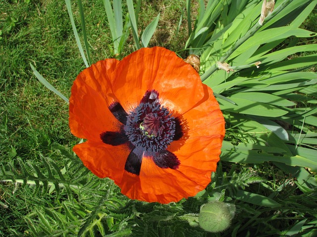 Free Poppy Flower Background photo and picture