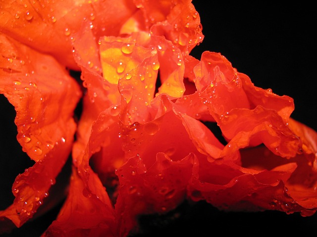 Free Poppy Flower Background photo and picture