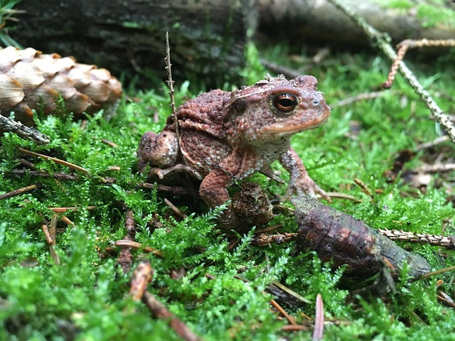 Free Frog Forest photo and picture