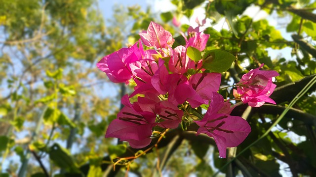 Free Pink Nature photo and picture