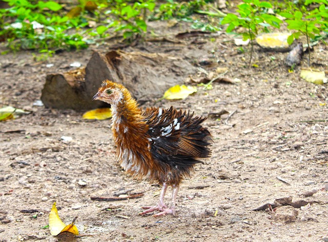 Kuiken, Dier, Vogel, Gevogelte, Klein
