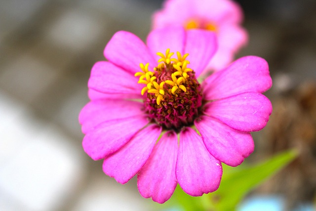 Bloem, Mooie Bloemen, Dol Zijn Op, Hart