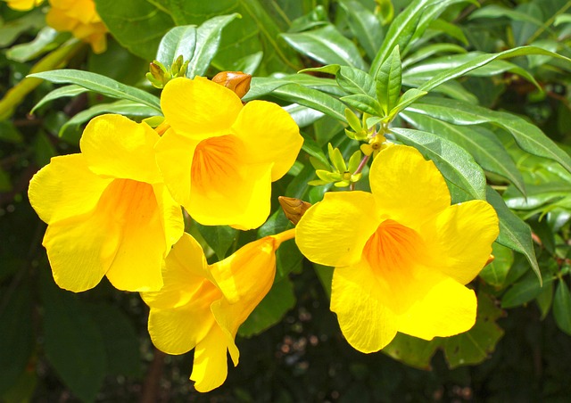 Bloemen, Geel, Gele Bloemen