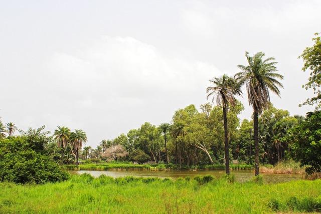 Tropische Landschap, Afrika, Natuur