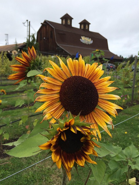 Free Sunflower Summer photo and picture