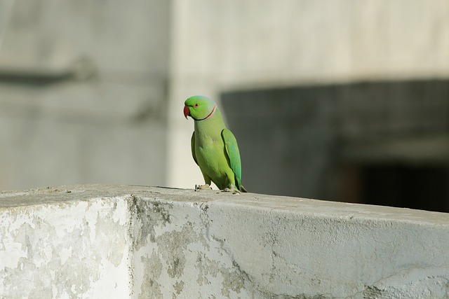 Free Parrot Green Red photo and picture