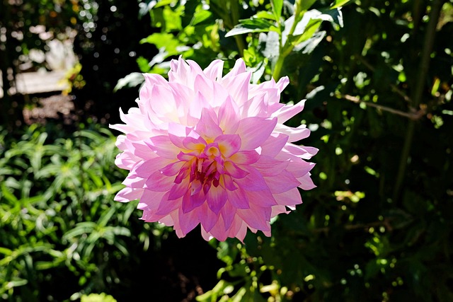 Blume, Blumen Hintergrund, Garten