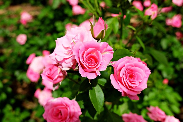 Rose, Garten, Blumen Hintergrund, Natur