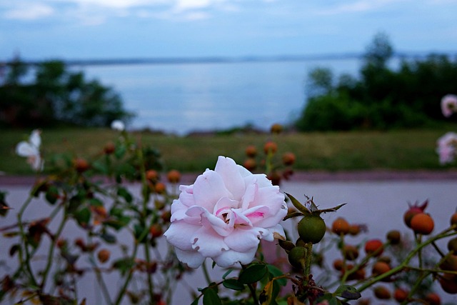 Rose, Blume, Havre De Grace