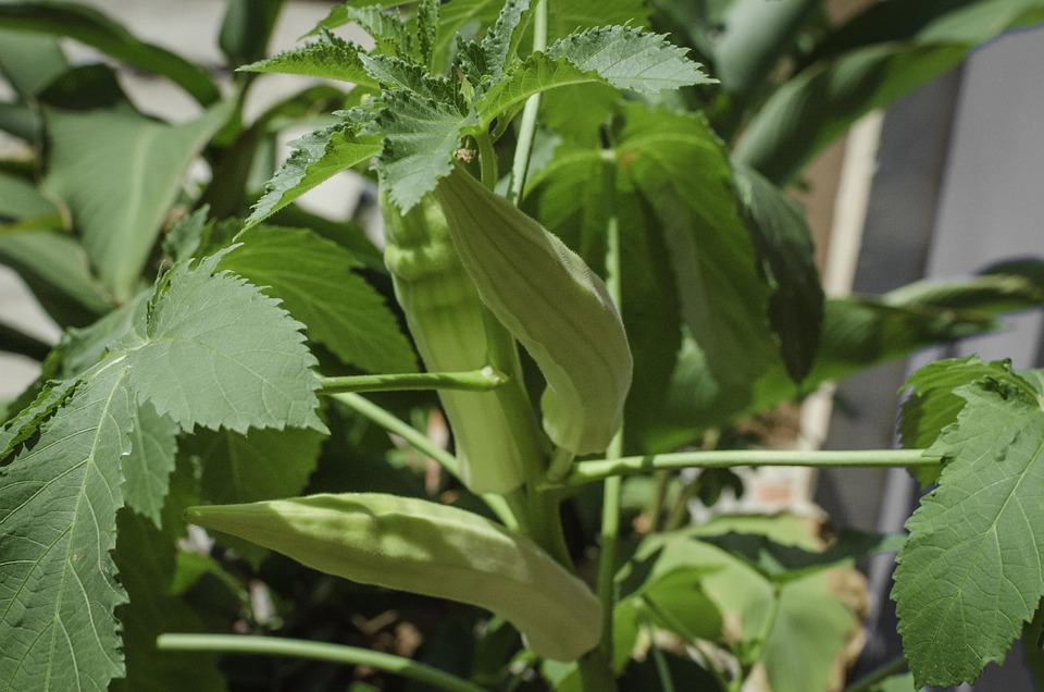 saatgut garten kaufen Kaufen Sie Bio Blumenmischung Saatgut 50m2 Wiesenblumen