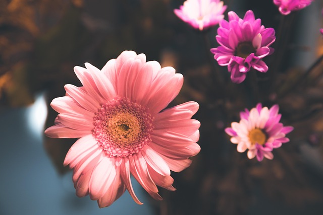 Free Flowers Flower Background photo and picture