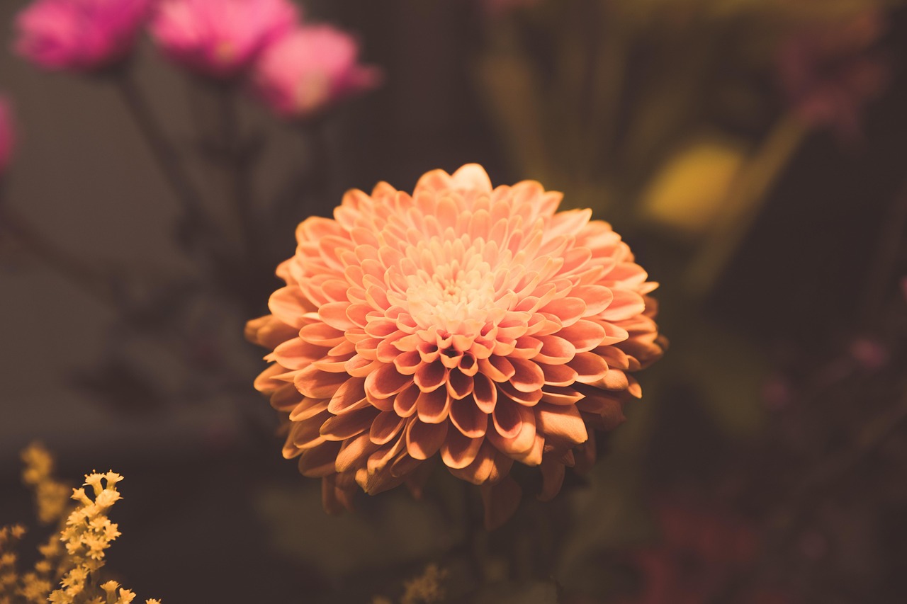  pixabay pixabay