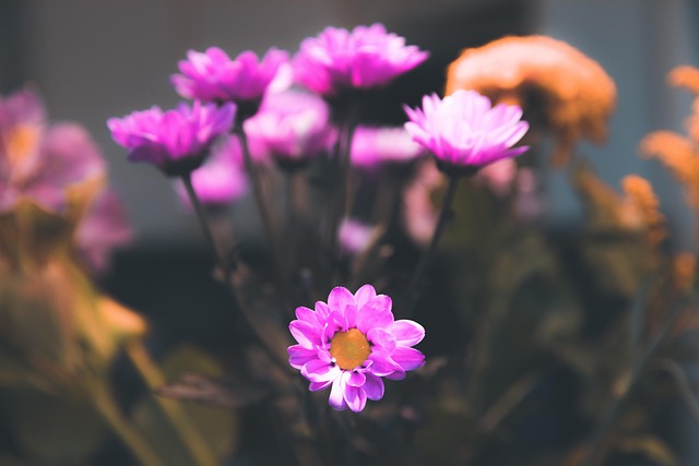 Free Flowers Flower Background photo and picture